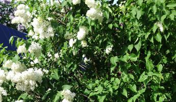 Kupena officinalis ailəsinin müxtəlif xəstəlikləri üçün effektiv istifadə